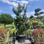Borovica čierna (Pinus nigra) ´OREGON GREEN´ – výška: 270-300 cm, kont. C110L